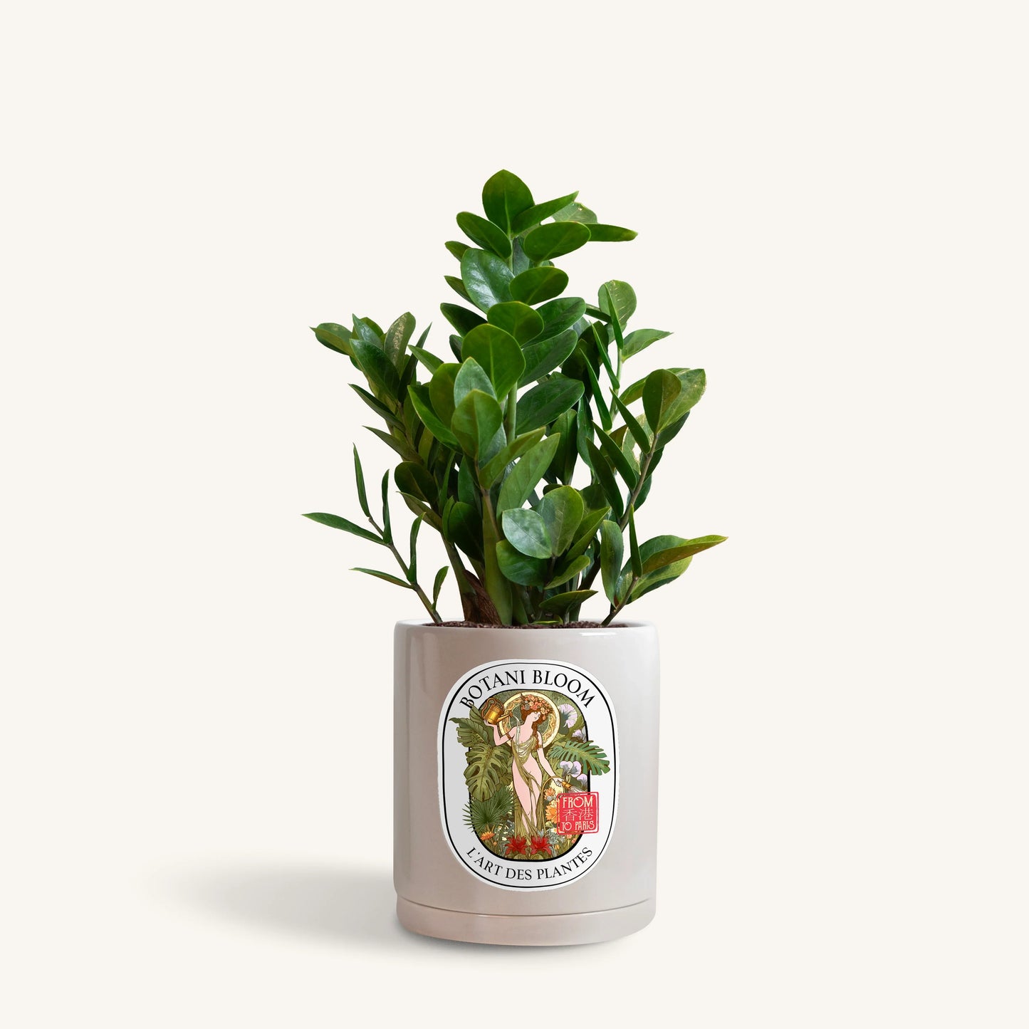 A potted ZZ Plant in a grey Botani Bloom pot, front view