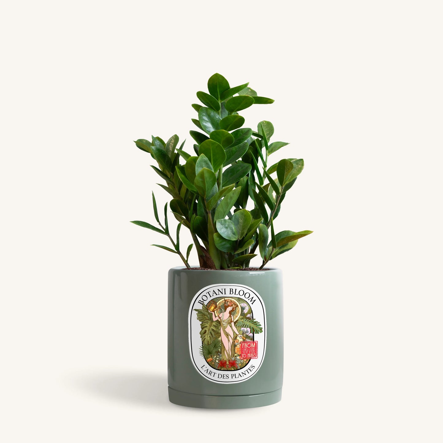 A potted ZZ Plant in an olive Botani Bloom pot, front view