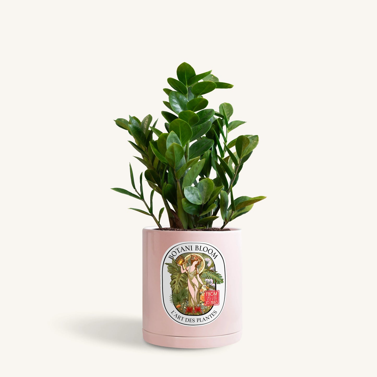 A potted ZZ Plant in a pink Botani Bloom pot, front view