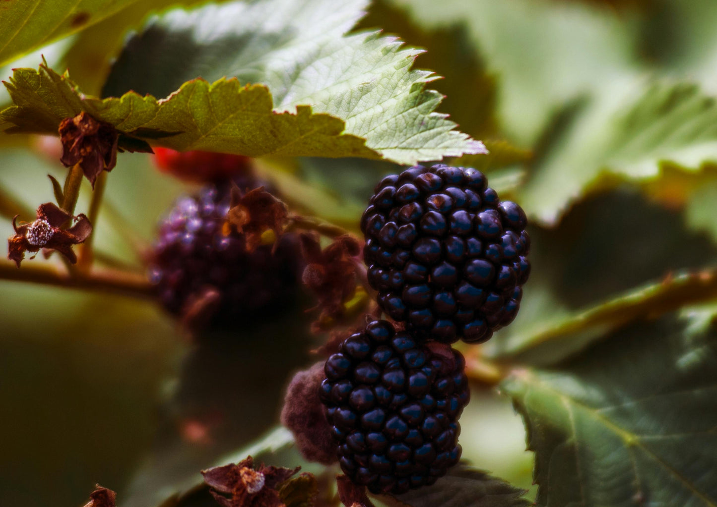 A close-up of blackberries on a bush with green leaves in the background.