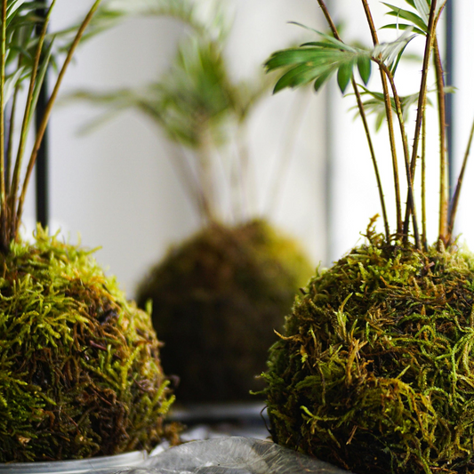 Botani Bloom Plants without pots