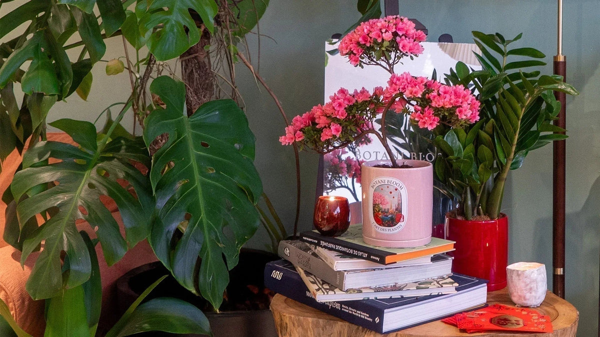 Azalea Bonsai Botani Bloom Hong Kong