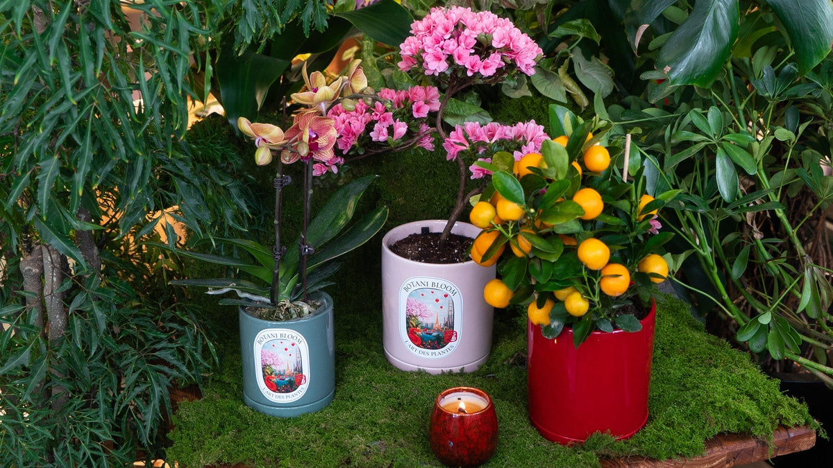 CNY Botani Bloom Potted Plants showcasing