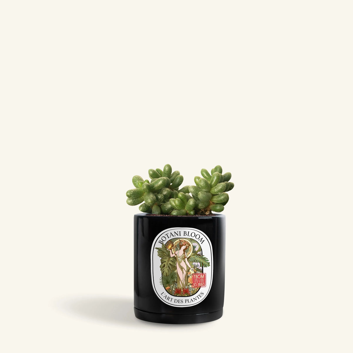 Henri: Sedum Hernandezii Botani Bloom Hong Kong