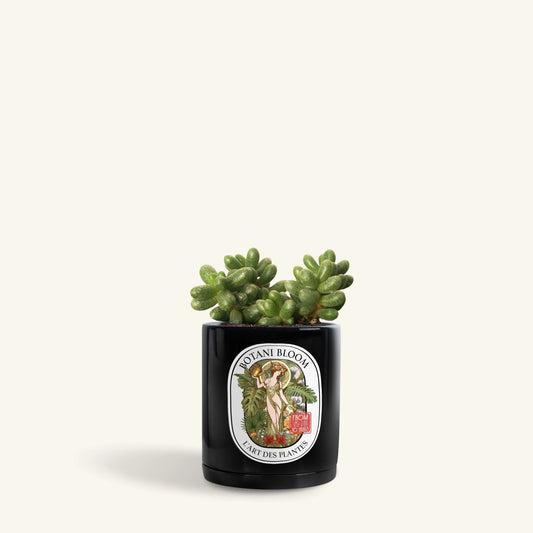 Henri: Sedum Hernandezii Botani Bloom Hong Kong