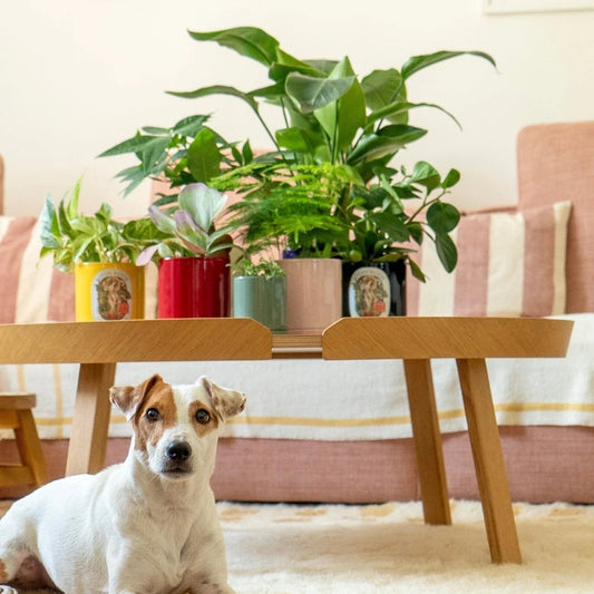 Botani Bloom cozy living room with a cute dog resting near lush indoor plants and pots on a wooden table, enhancing Hong Kong pet-friendly home decor, indoor gardening, and relaxation space