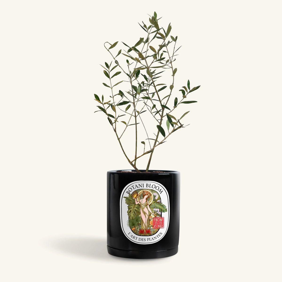 Mylene : Olive Tree, Botani Bloom Hong Kong