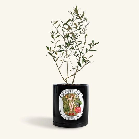 Mylene : Olive Tree, Botani Bloom Hong Kong