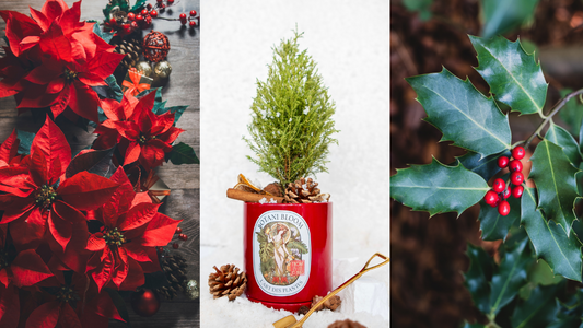 6 Traditional Christmas Plants: From Poinsettia to Ivy