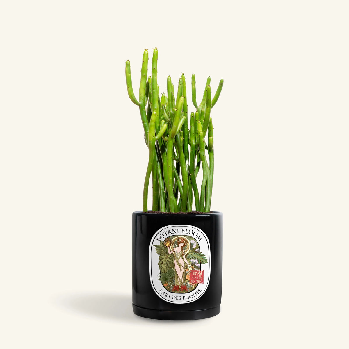 Charles : Pencil Cactus ,  Botani Bloom Hong Kong