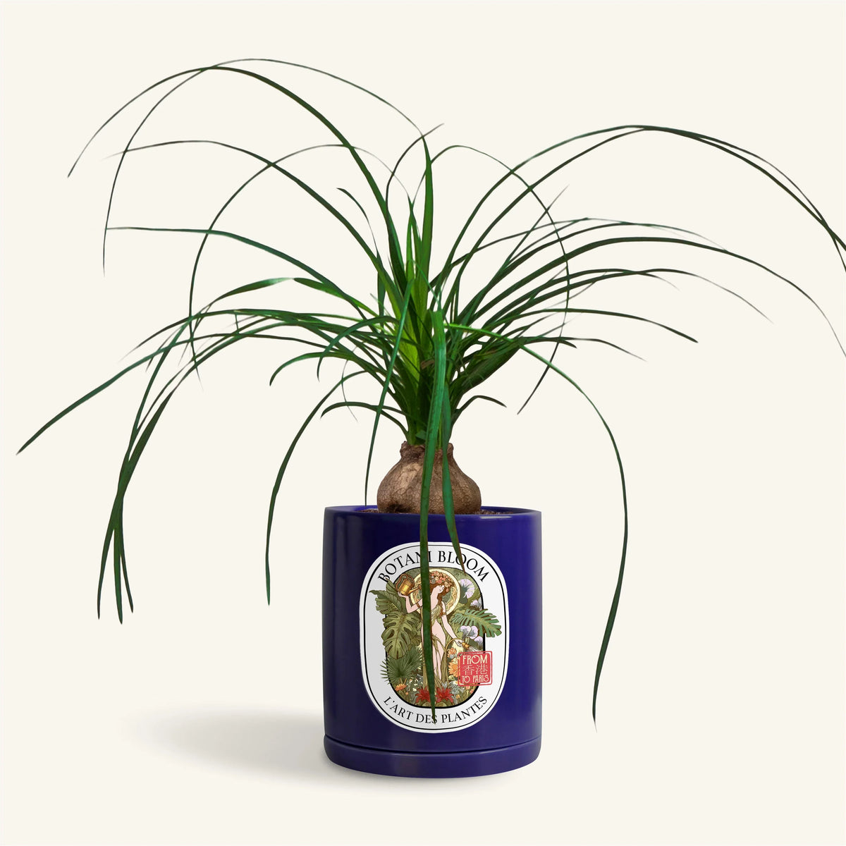 Michel: Ponytail Palm Botani Bloom Hong Kong