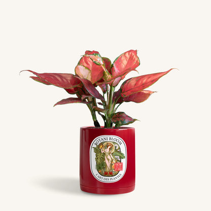Aglaonema Red Star in a botani bloom red colored pot, front view