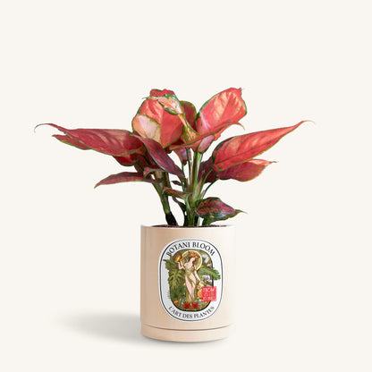 Aglaonema Red Star in a botani bloom sand colored pot, front view
