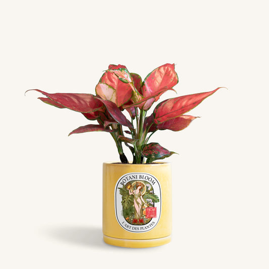 Aglaonema Red Star in a botani bloom yellow colored pot, front view