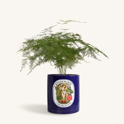 A potted asparagus fern, housed in a blue large botani bloom pot, front view