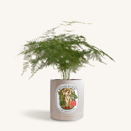 Asparagus fern in a botani bloom silver sage colored pot, front view