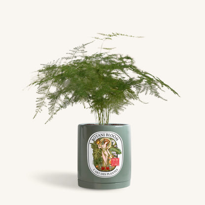 Potted plant with a decorative label on a white background, front view