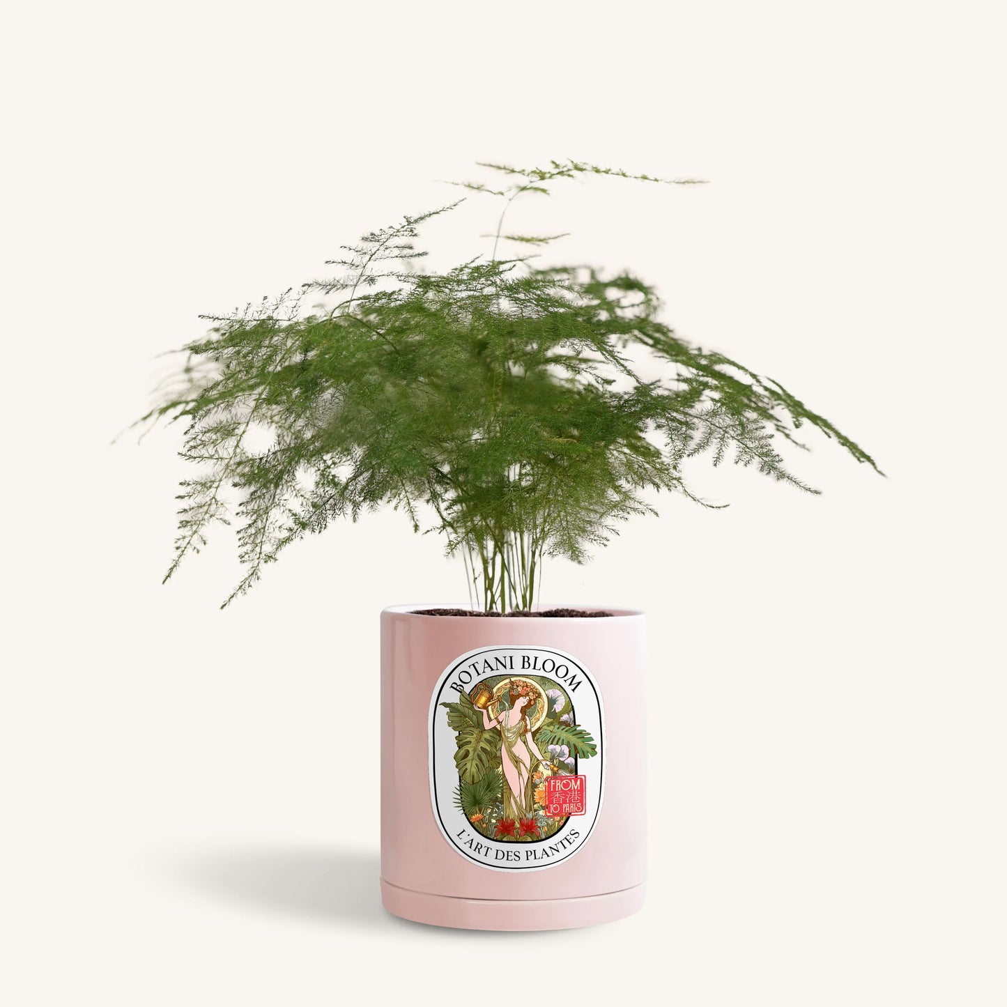 A potted asparagus fern, housed in a pink large botani bloom pot, front view