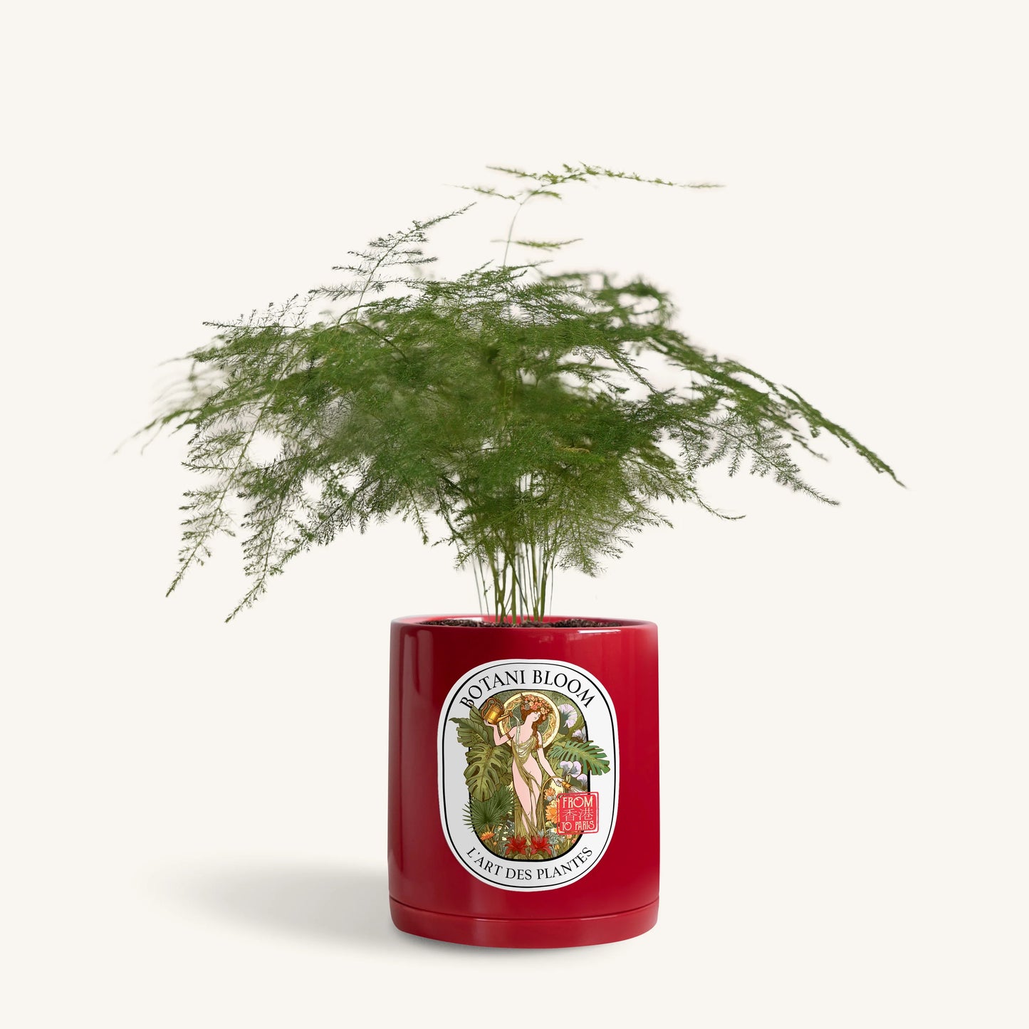 A potted asparagus fern, housed in a red large botani bloom pot, front view