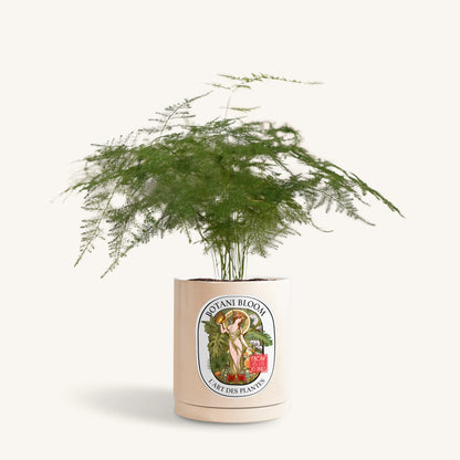 Potted plant with a Botani bloom label on a white background, front view