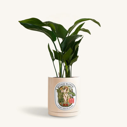 A potted bird of paradise, housed in a beige botani bloom pot, front view