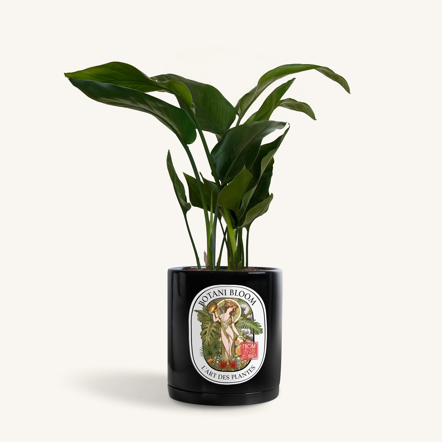 A potted bird of paradise, housed in a black botani bloom pot, front view