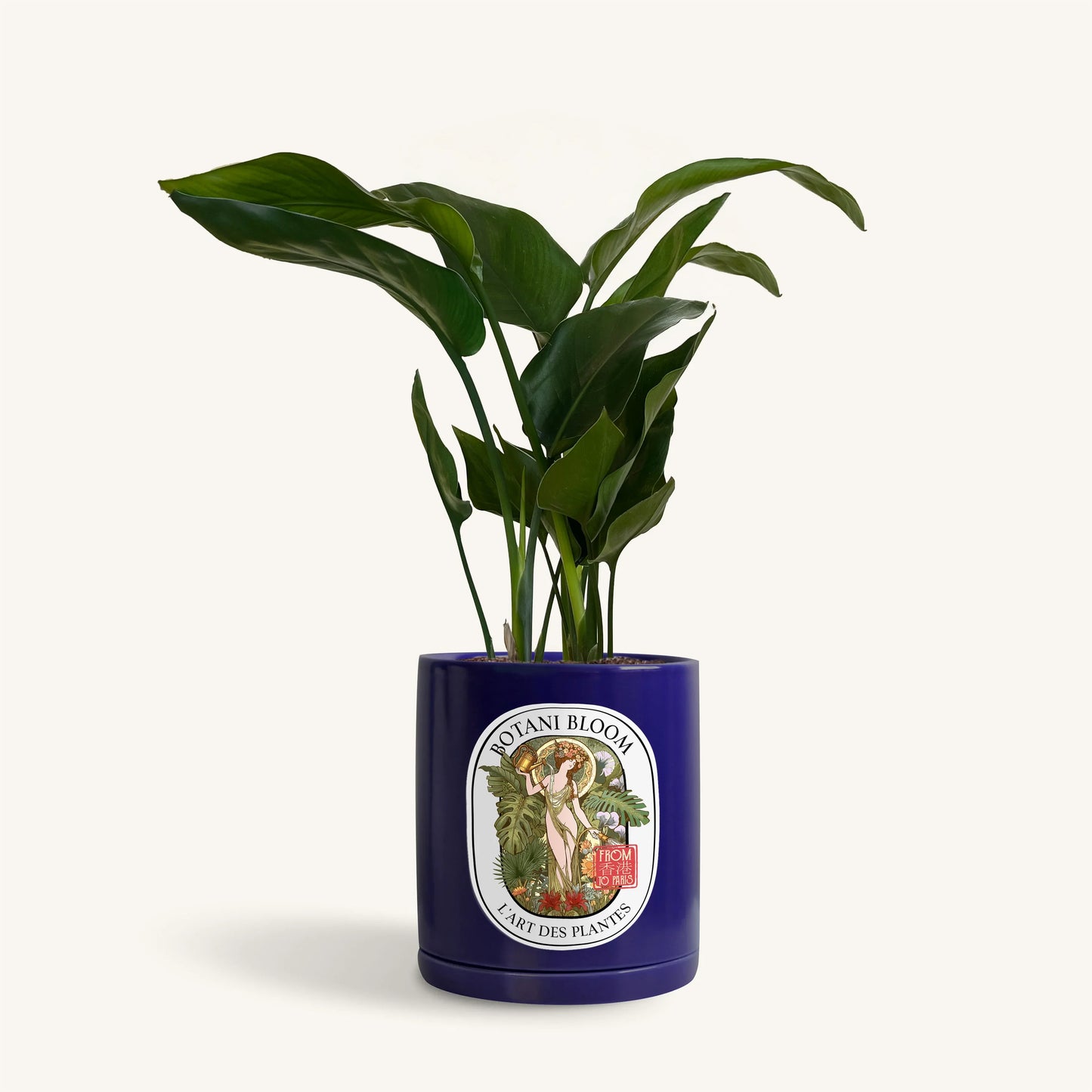 A potted bird of paradise, housed in a blue botani bloom pot, front view