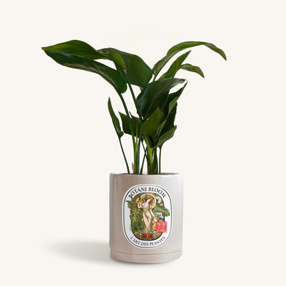 A potted bird of paradise, housed in a grey botani bloom pot, front view