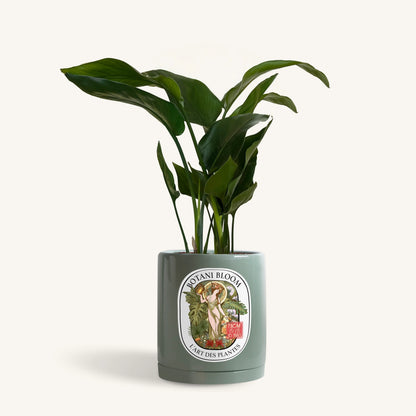 A potted bird of paradise, housed in an olive botani bloom pot, front view