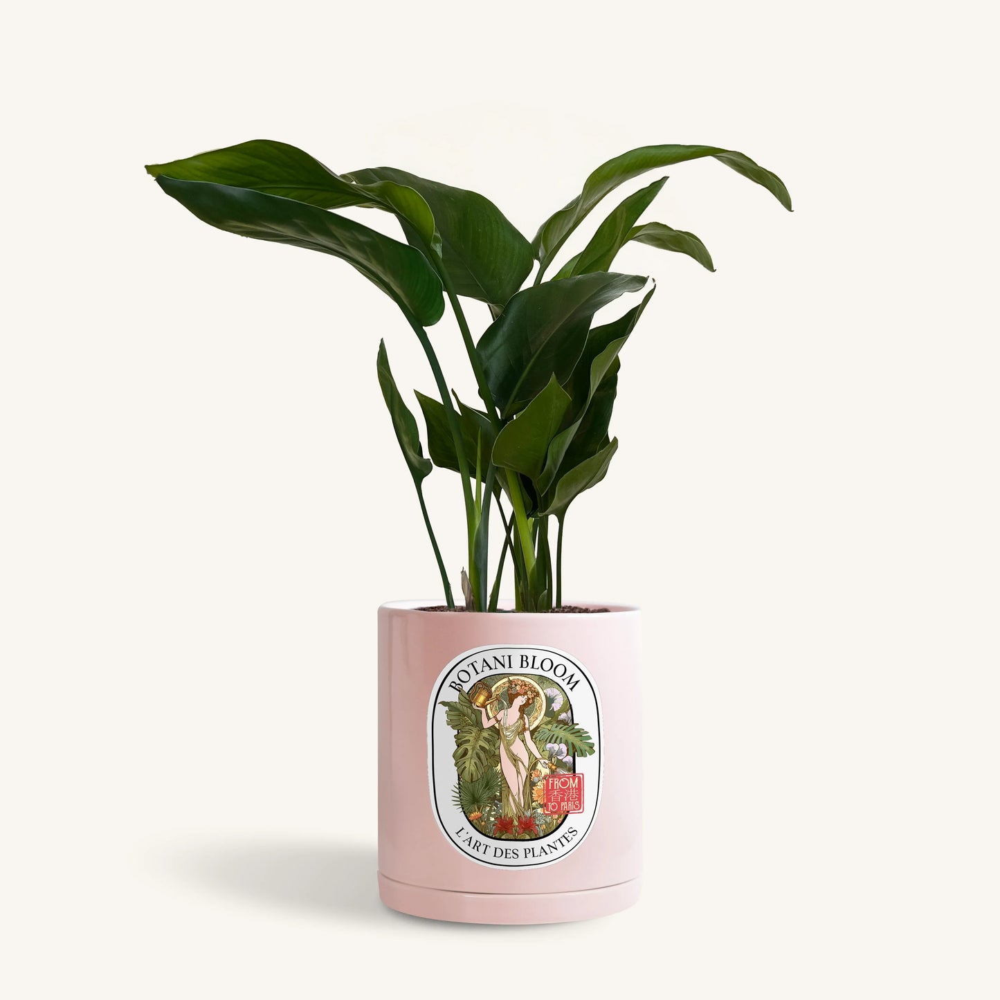 A potted bird of paradise, housed in a pink botani bloom pot, front view