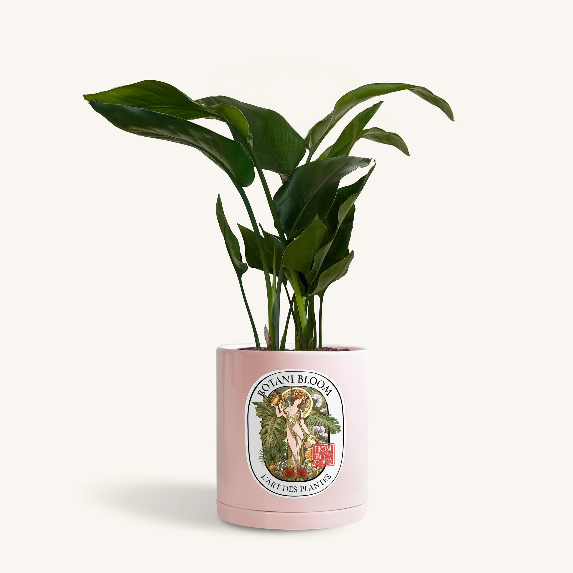 A potted bird of paradise, housed in a pink botani bloom pot, front view