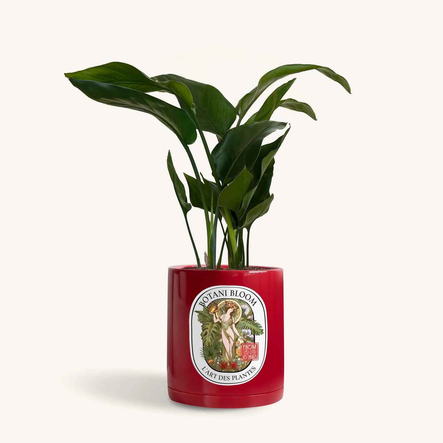 A potted bird of paradise, housed in a red botani bloom pot, front view