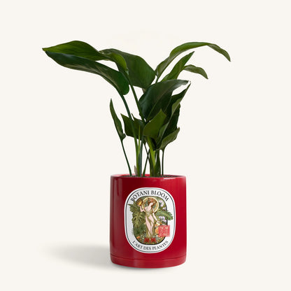 A potted bird of paradise, housed in a red botani bloom pot, front view
