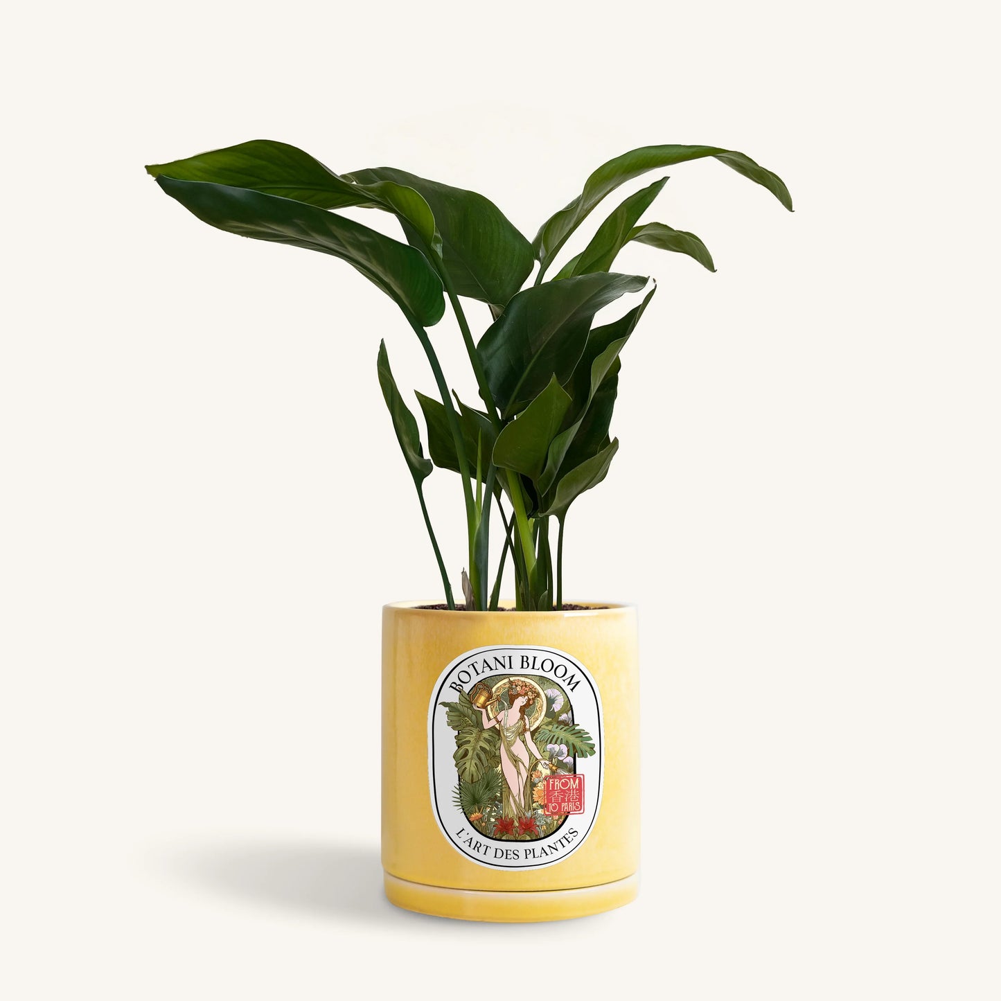 A potted bird of paradise, housed in a yellow botani bloom pot, front view