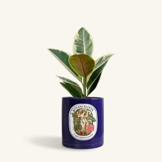A potted ruby rubber plant in a botani bloom blue pot, front view