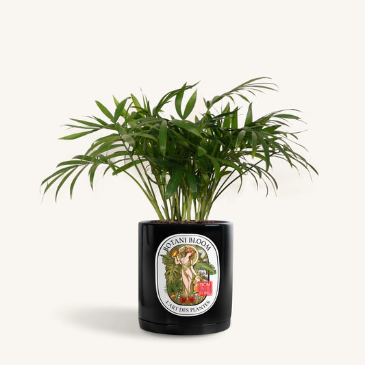 Parlor Palm in a Botani Bloom black pot, front view