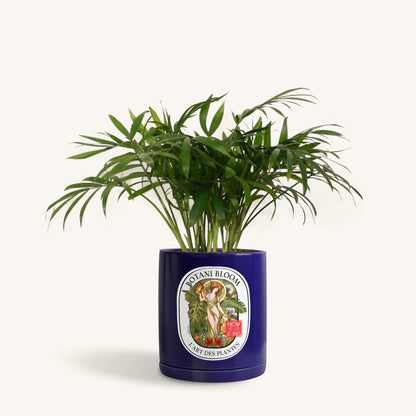 Parlor Palm in a Botani Bloom blue pot, front view