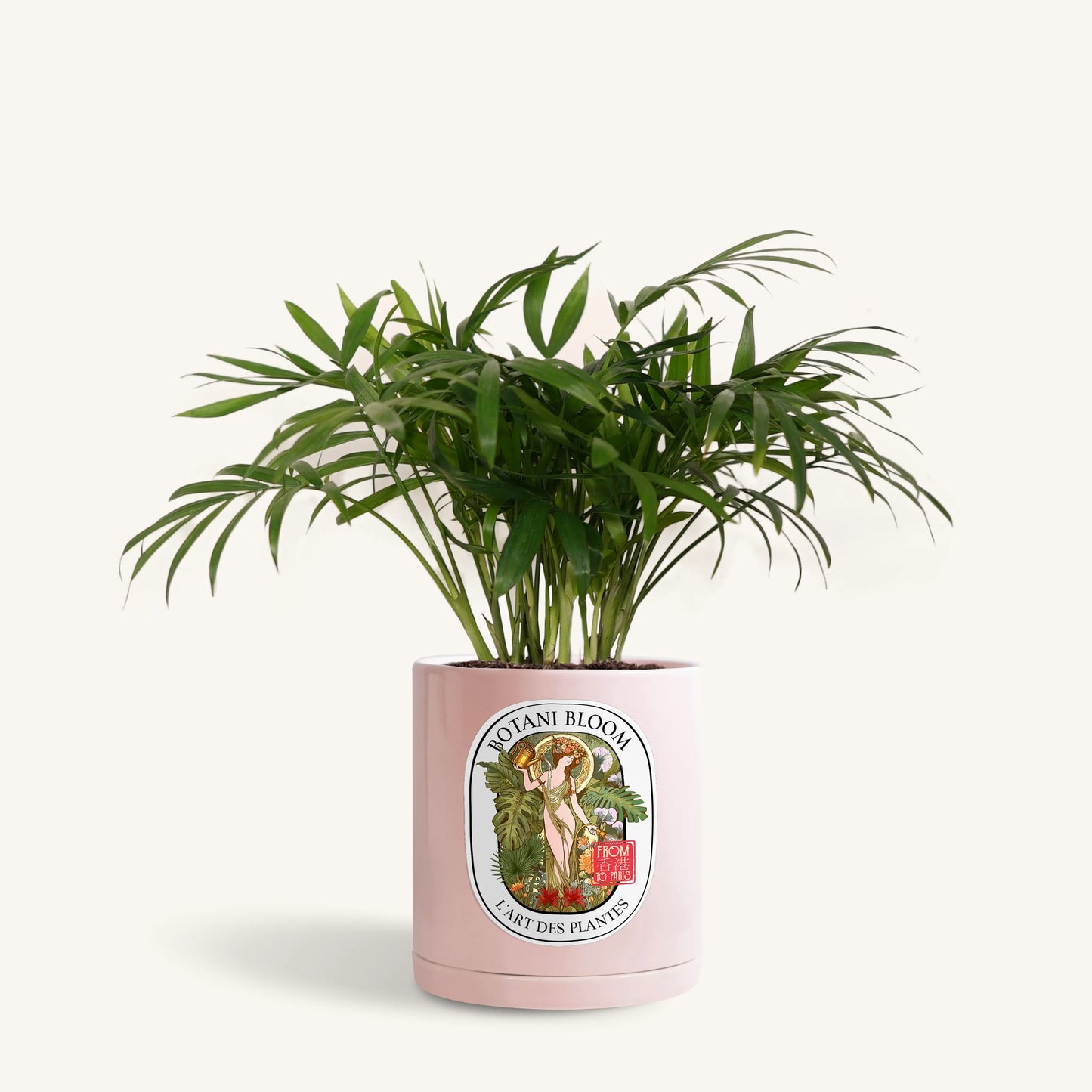 Parlor Palm in a Botani Bloom pink pot, front view