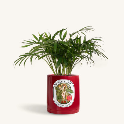 Parlor Palm in a Botani Bloom red pot, front view
