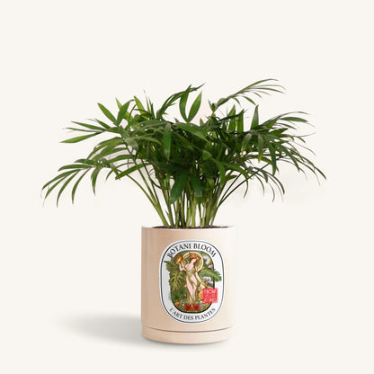 Parlor Palm in a Botani Bloom beige pot, front view