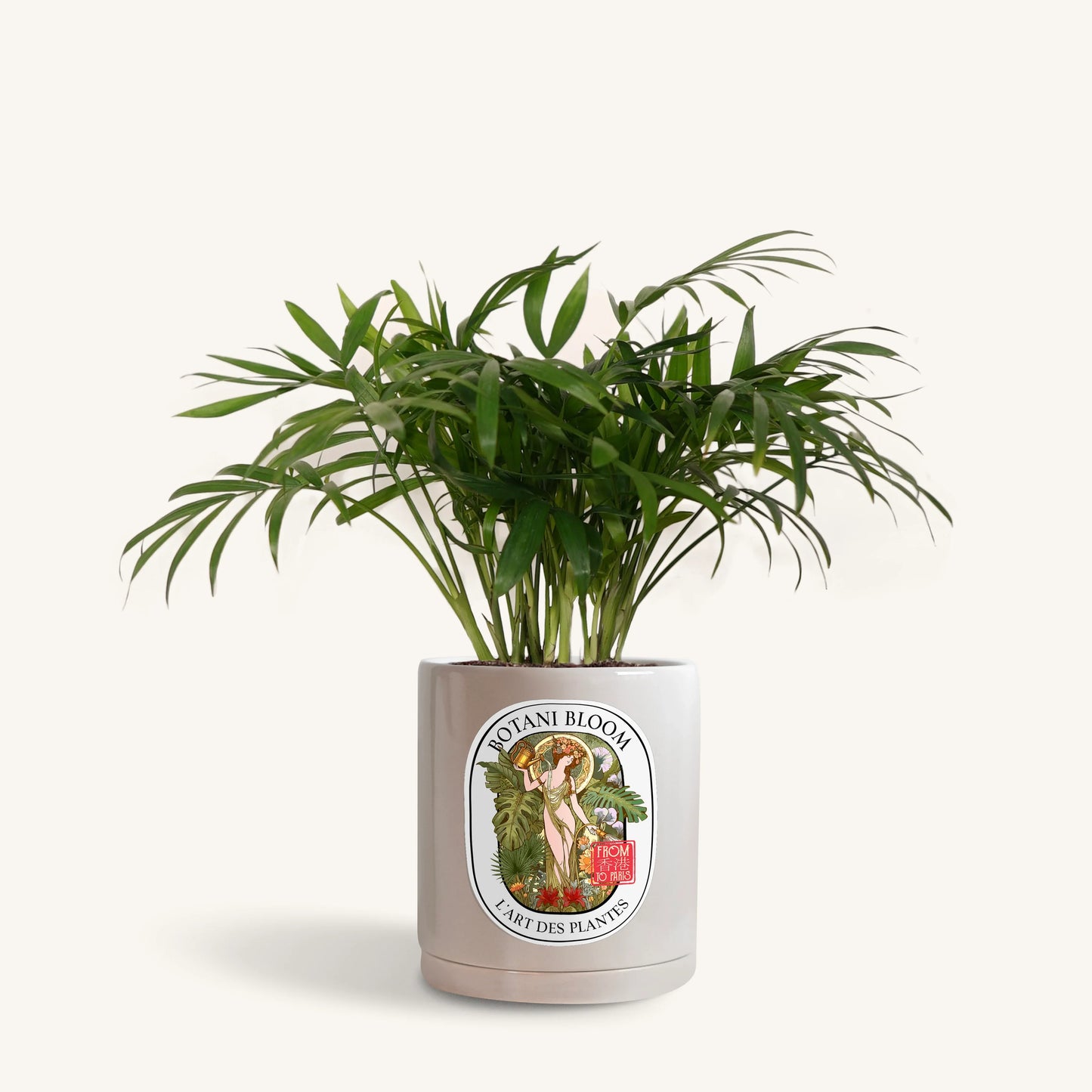 Parlor Palm in a Botani Bloom grey pot, front view