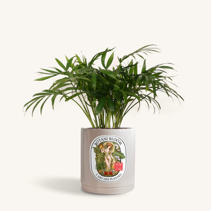 Parlor Palm in a Botani Bloom grey pot, front view