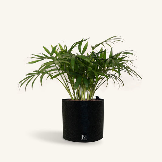 Parlor Palm (Medium)