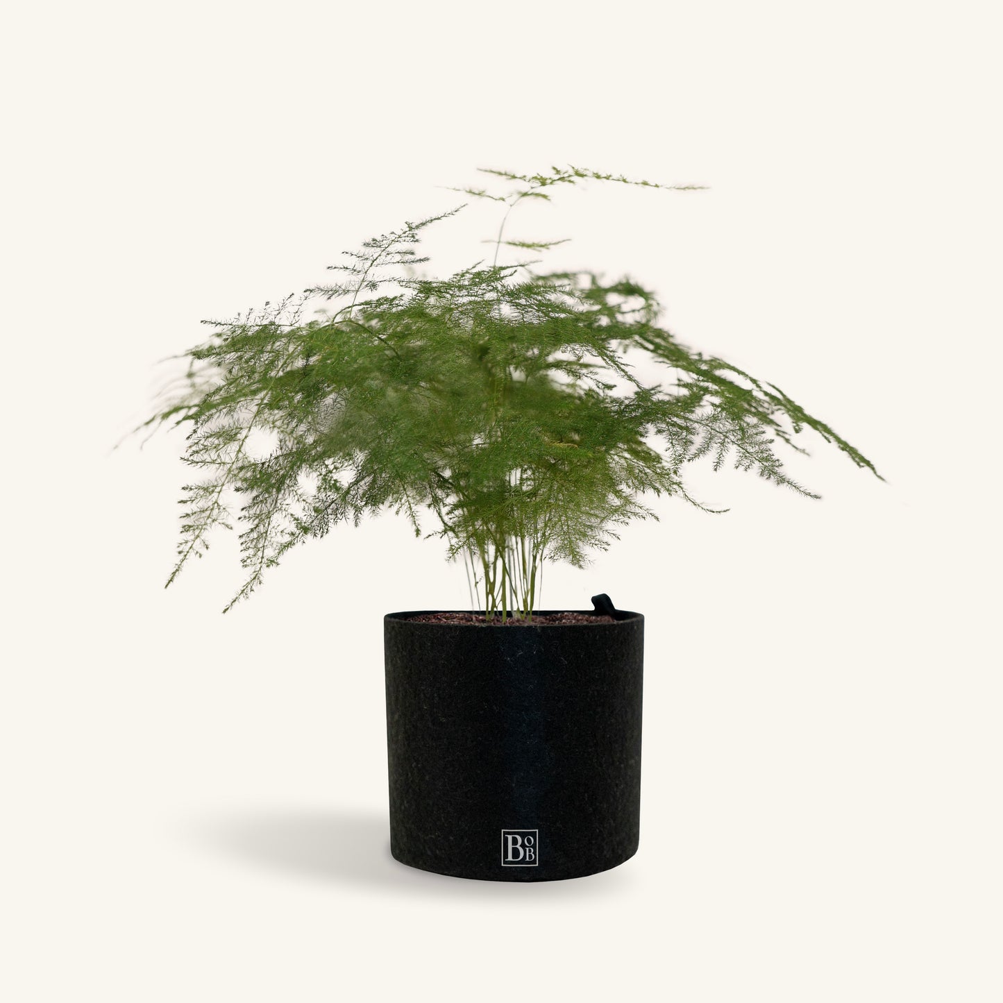 Asparagus Fern (Grand)