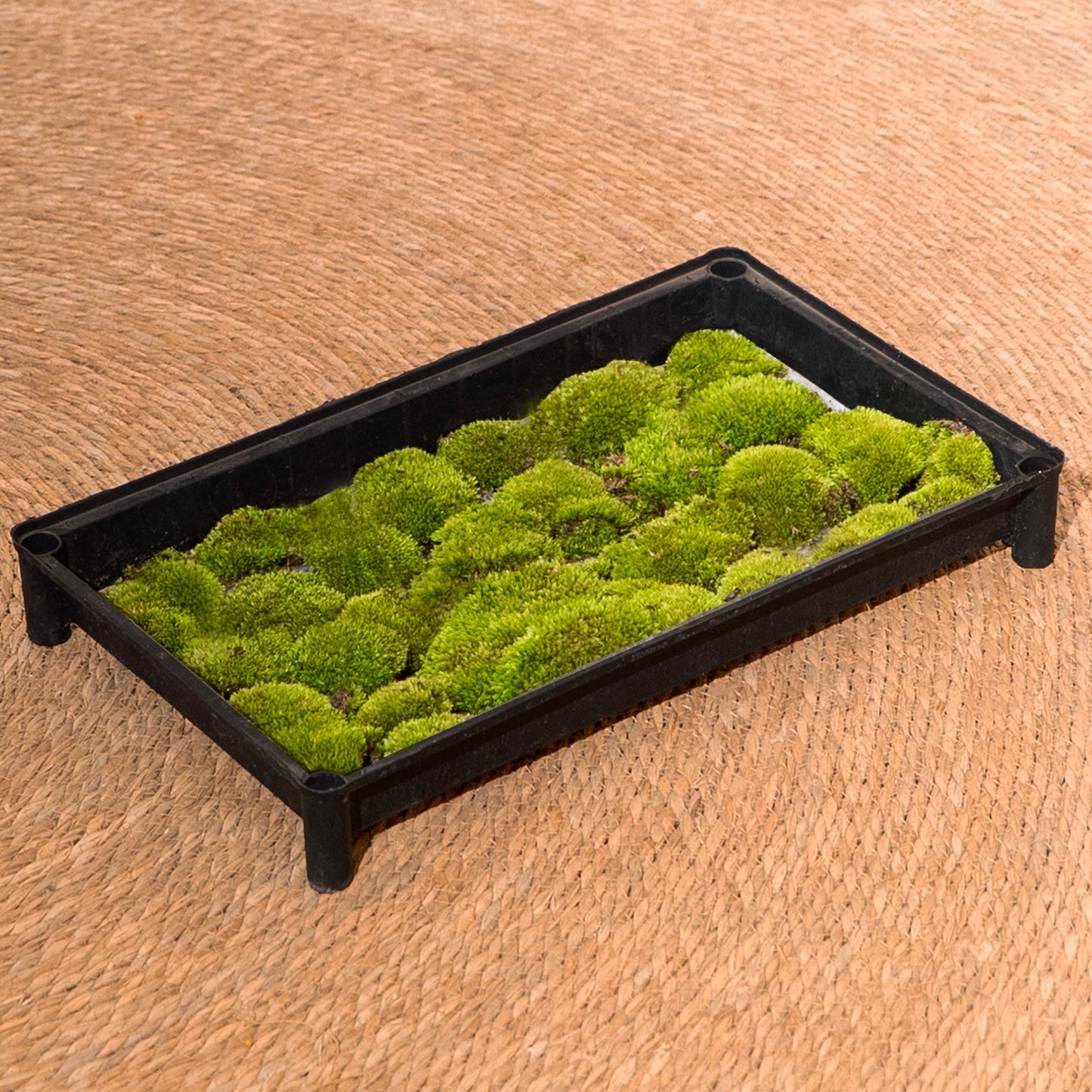 Cushion Moss