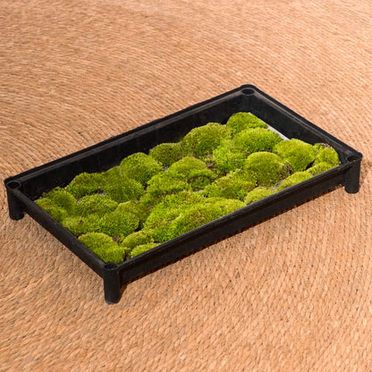 Cushion Moss