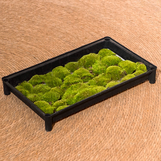 Cushion Moss