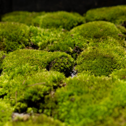 Cushion Moss