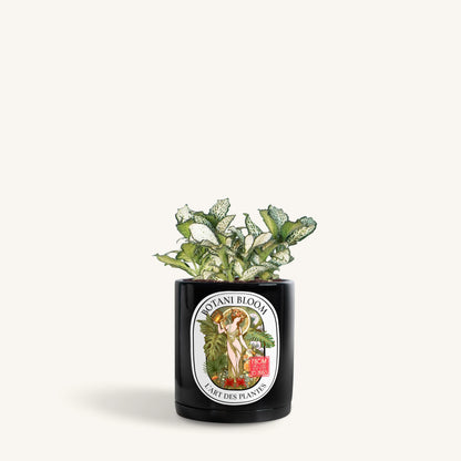 Green Fittonia in a Botani Bloom noir silk color pot, front view