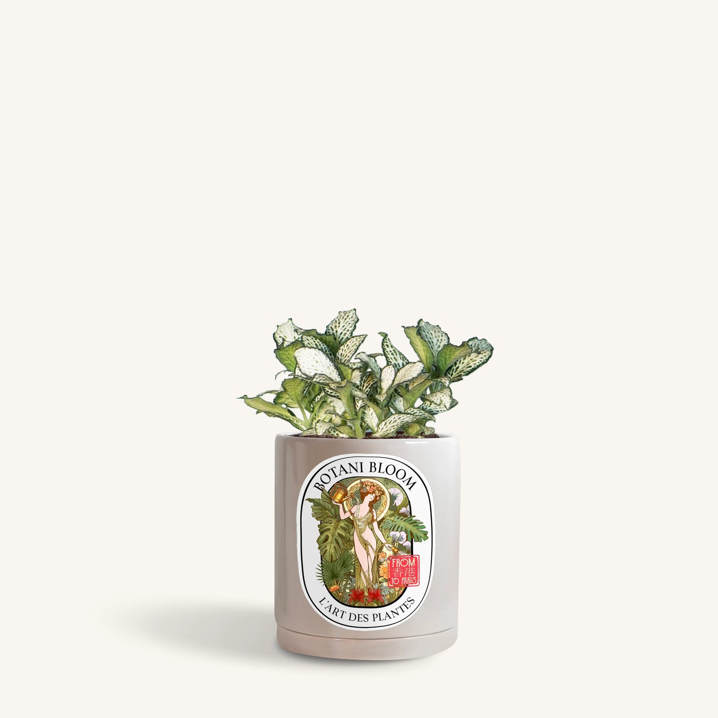 Green Fittonia in a Botani Bloom silver sage color pot, front view